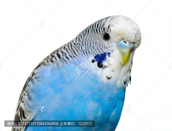 起伏的草鸚鵡