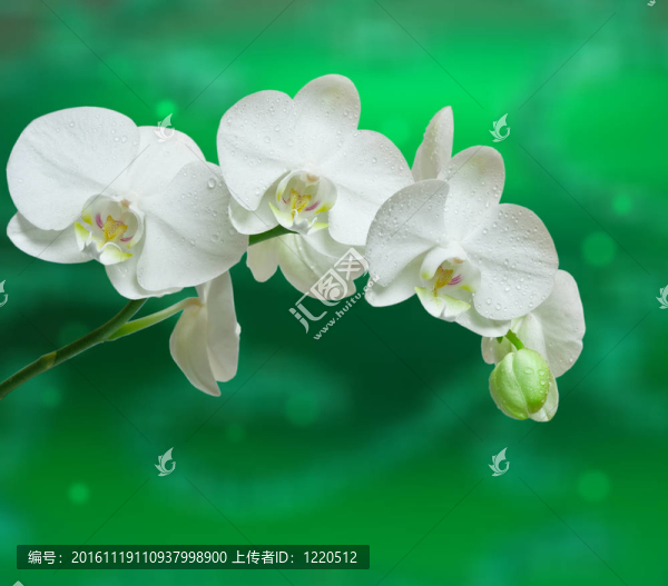 蘭花花的特寫