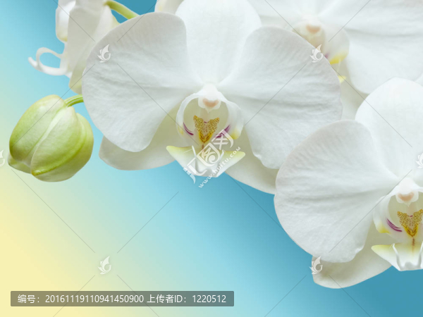 蘭花花的特寫(xiě)