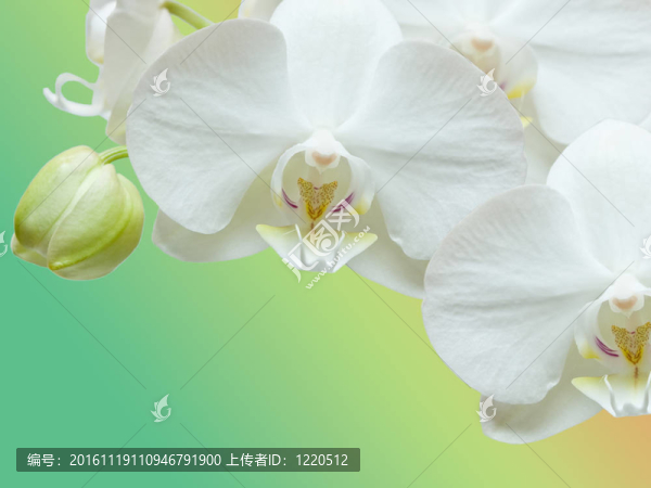 蘭花花的特寫