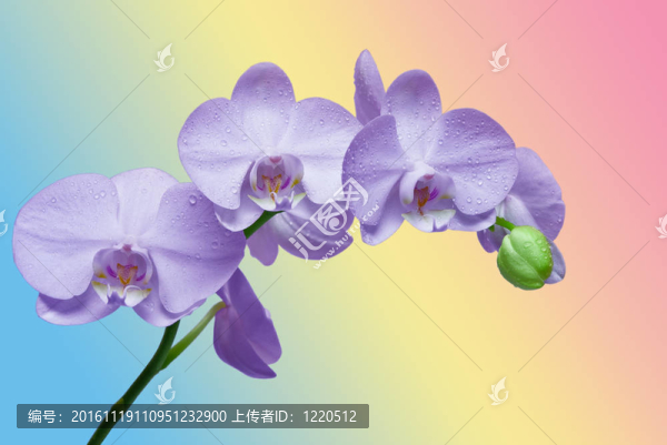 蘭花花的特寫