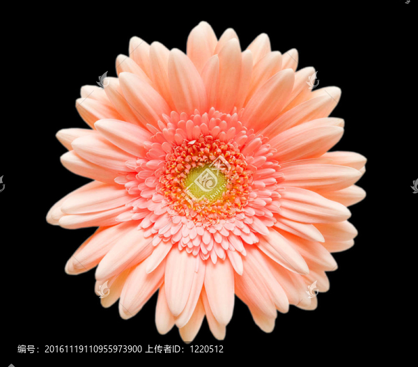 Gerber的花
