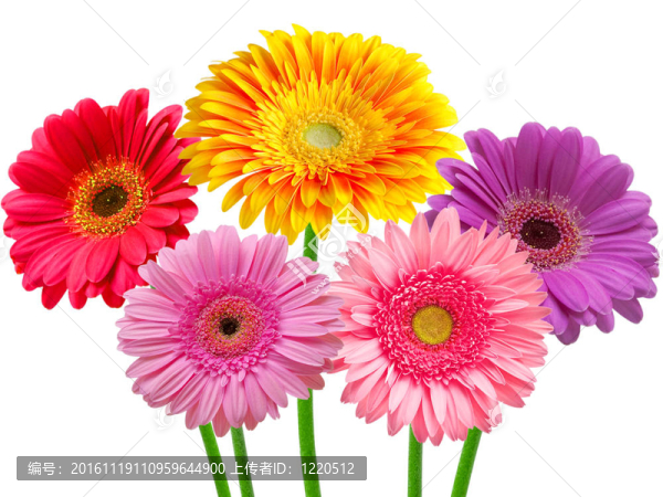 Gerber的花