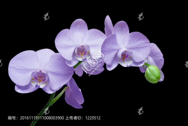 蘭花