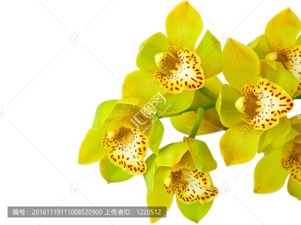蘭花