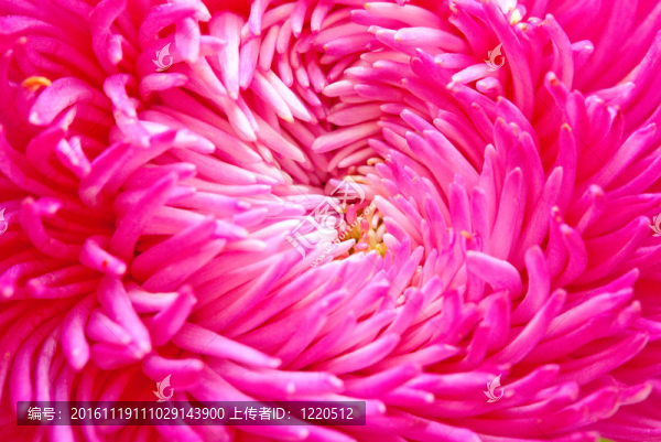 粉紅色的紫苑花