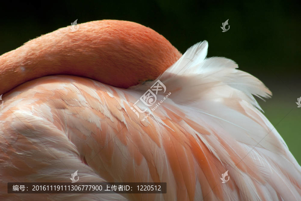 加勒比火烈鳥在纖細(xì)的羽毛