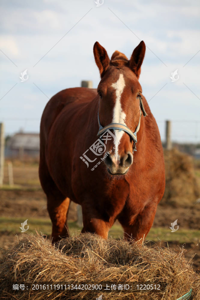 比利時馬吃干草