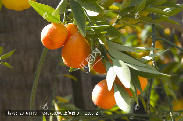 檸檬芒通2011慶祝