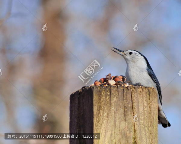 鳾