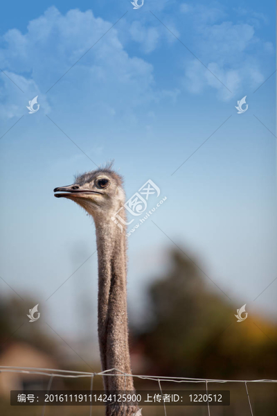 鴕鳥