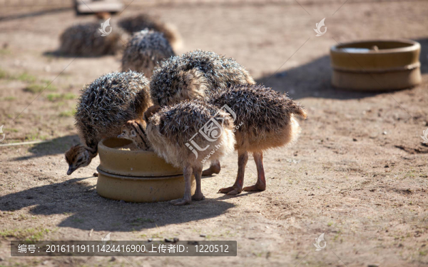 年輕的鴕鳥