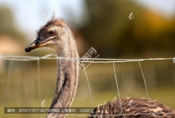 鴕鳥
