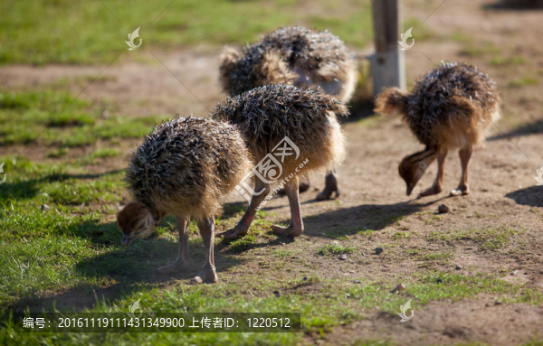 年輕的鴕鳥-匯圖網(wǎng) www.fosd68.com 年輕的鴕鳥