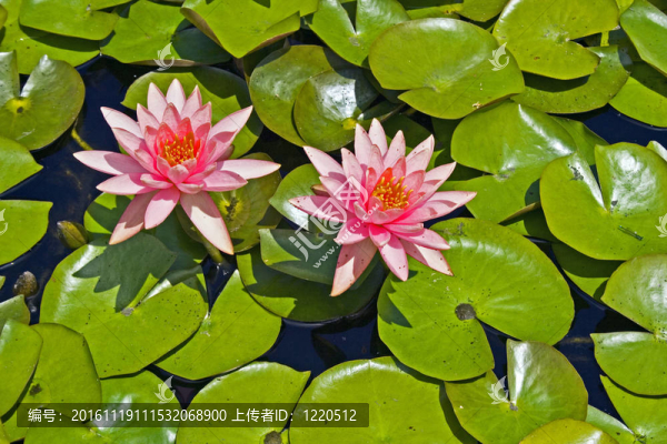 粉紅色的睡蓮花和明亮的綠葉