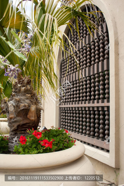 大型盆栽棕櫚樹(shù)，花在不尋常的窗口