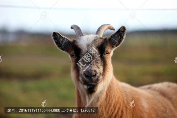 山羊肖像