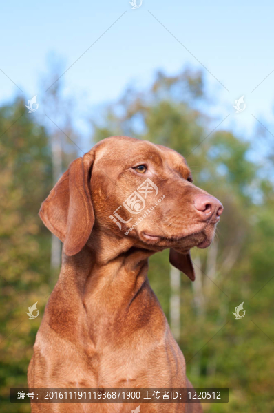 維茲拉犬狗的肖像在秋天