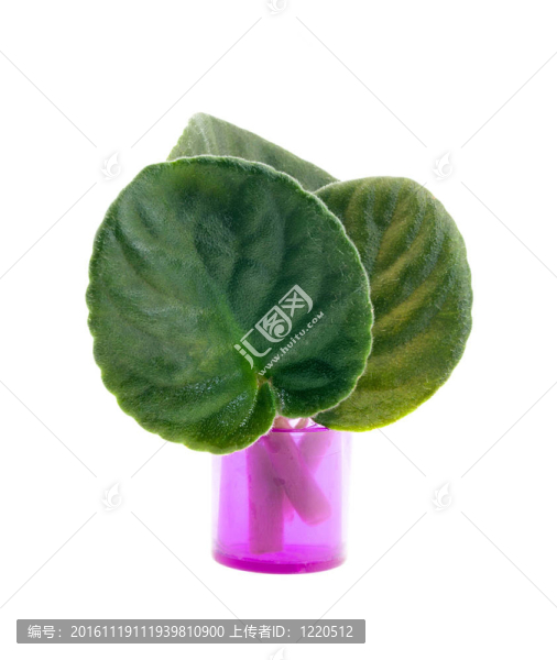 紫羅蘭的葉子