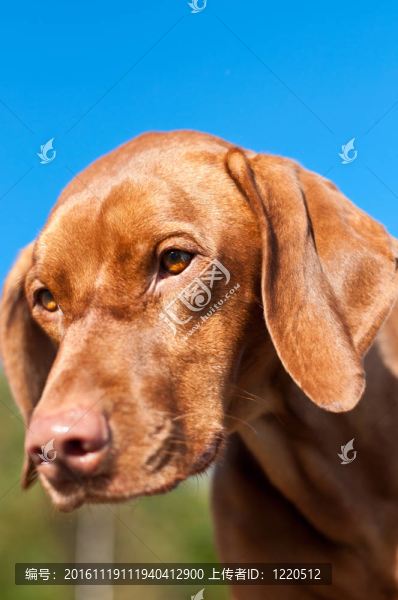 一個凝視獵犬狗特寫