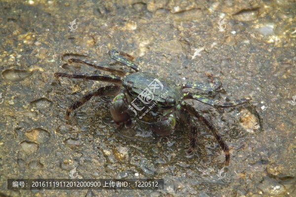 一只螃蟹-匯圖網(wǎng) www.fosd68.com 一只螃蟹