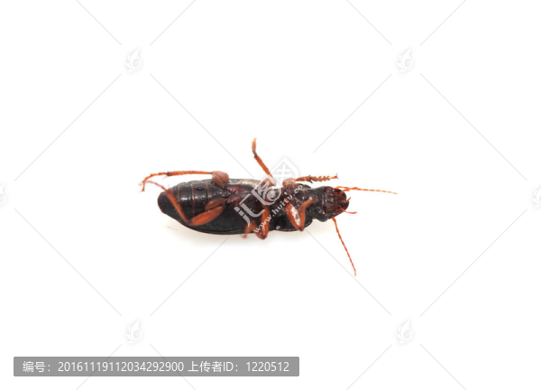 白色昆蟲糞甲蟲