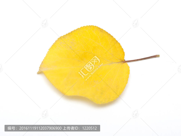 白色背景上的黃色葉子