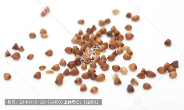 白色背景上的蕎麥。關閉