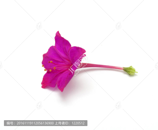 紅色的花