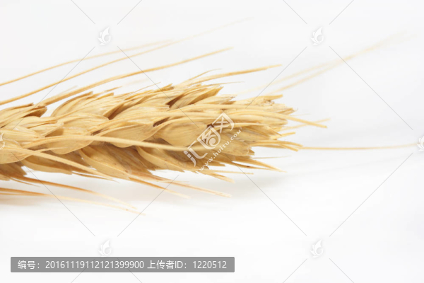 白色背景上的小麥特寫
