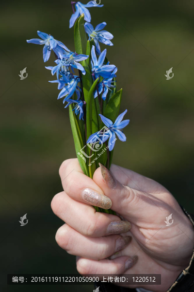 藍色的春天的花朵