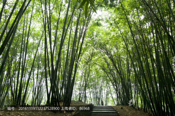 竹林