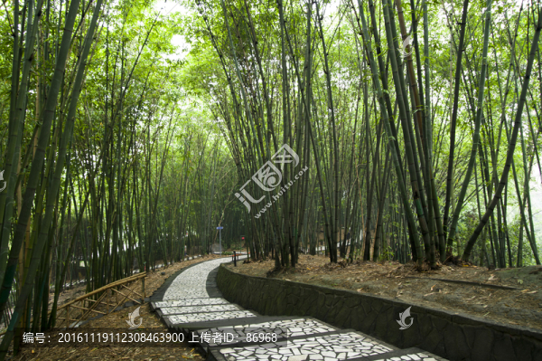 浣花溪公園竹林