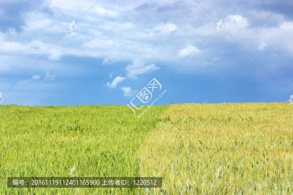綠色麥田背景。