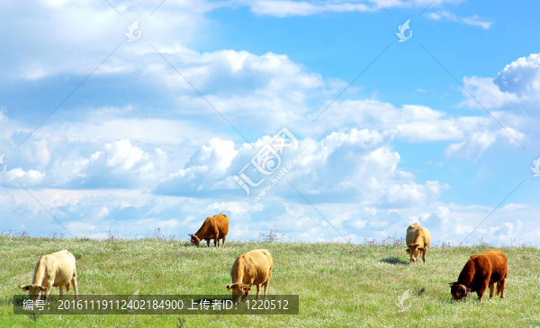 葡萄牙田野里的牛。