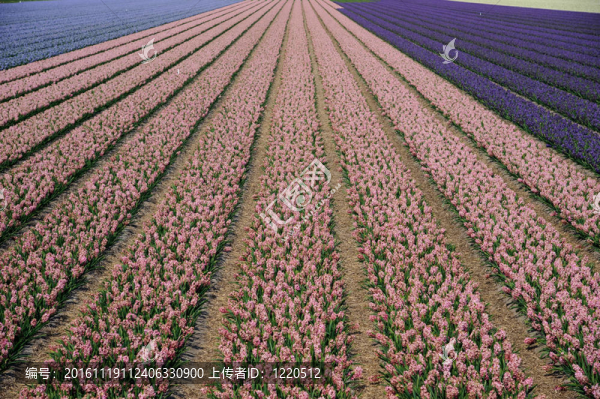 場的鮮花