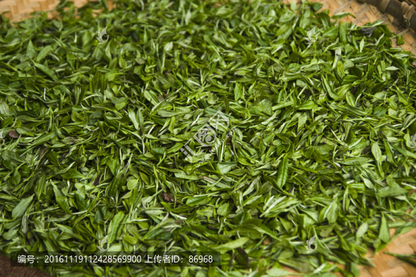 綠茶葉