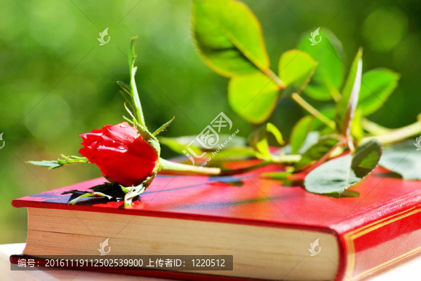 紅玫瑰書。