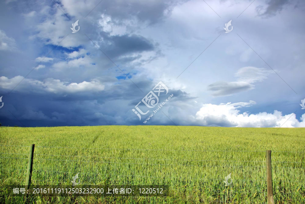 雷暴麥田。