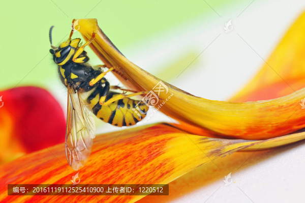 歐洲蜂
