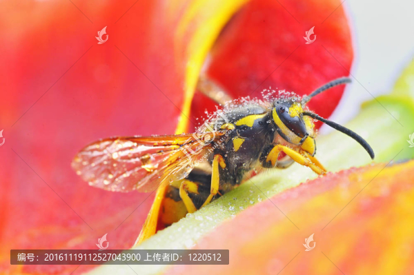 歐洲蜂