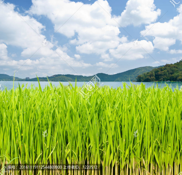 湖前草原