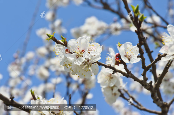 枝芽和花