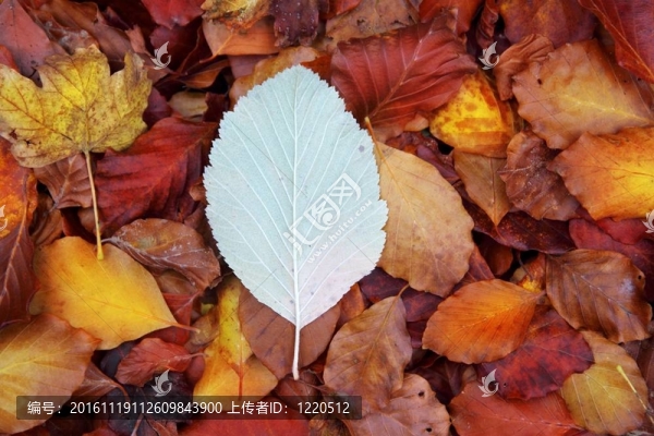 秋天山毛櫸森林紅葉黃金色地板