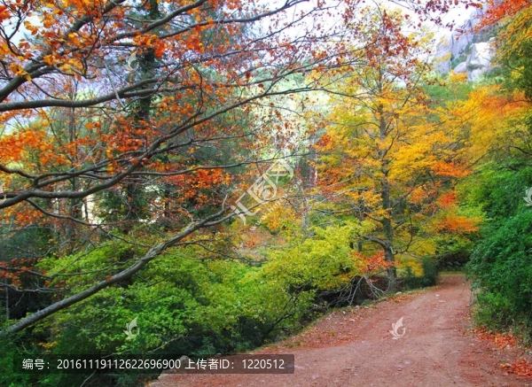 秋天秋天山毛櫸森林跟蹤黃金色葉子