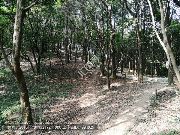 樹(shù)林-匯圖網(wǎng) www.fosd68.com 樹(shù)林