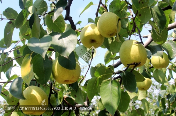 劉村萬畝梨園