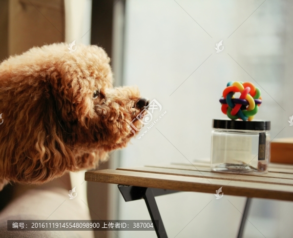 泰迪