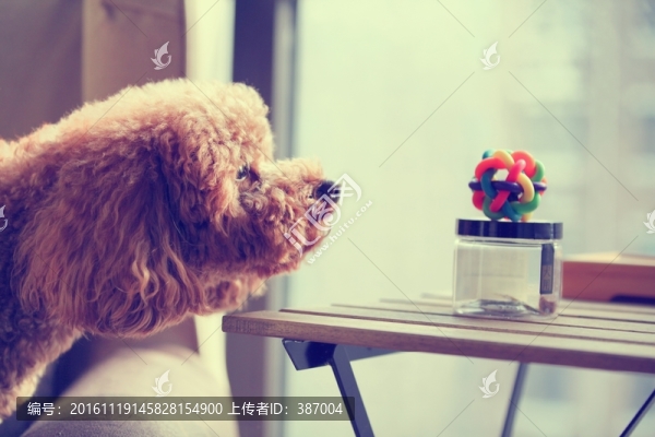 泰迪