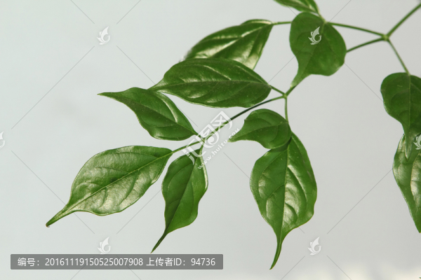 綠葉